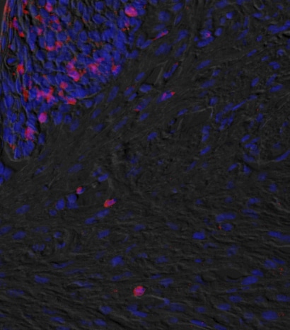 Human/Mouse TNF‑ alpha  Antibody AF-410-NA
