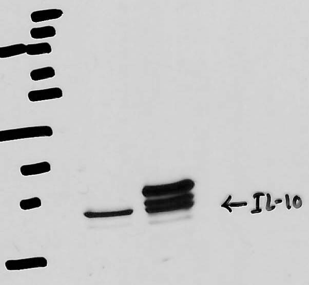 Mouse IL‑10 Antibody AF-417-NA