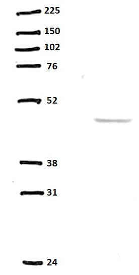 Mouse IL‑12 Antibody AF-419-NA