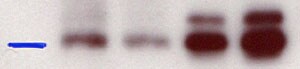 Mouse CCL11/Eotaxin Antibody AF-420-NA