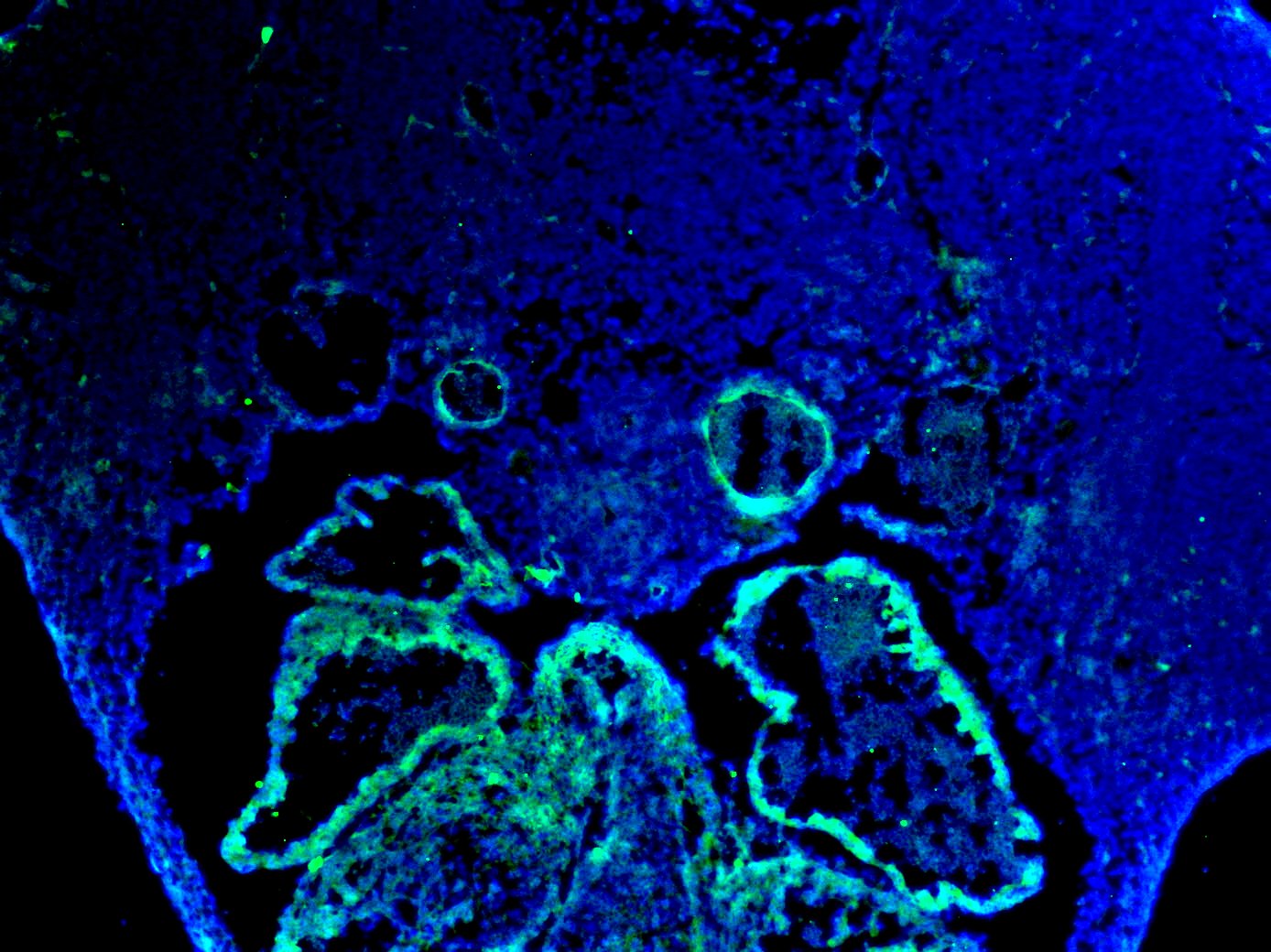 Mouse FGF‑8b Isoform Antibody AF-423-NA