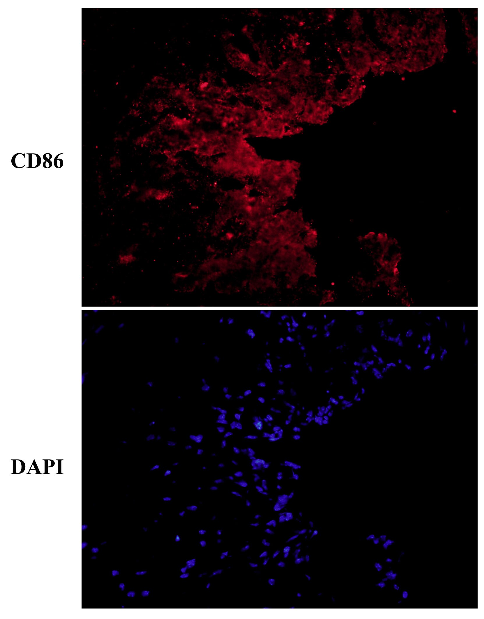 Mouse B7‑2/CD86 Antibody AF-441-NA