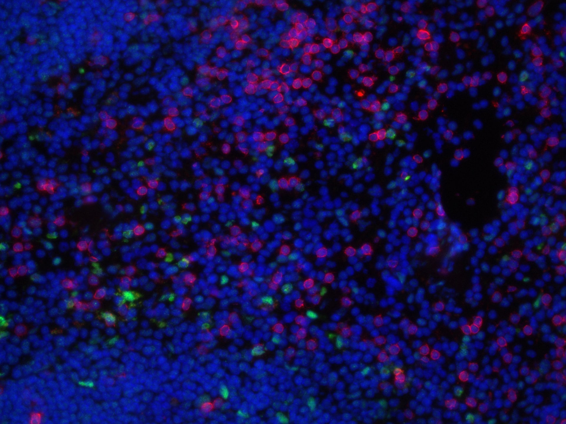 Mouse CXCL10/IP‑10/CRG‑2 Antibody AF-466-NA