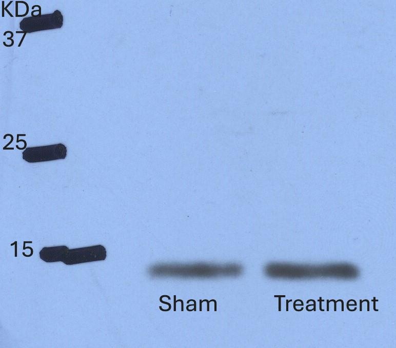 Mouse CCL2/JE/MCP‑1 Antibody AF-479-NA