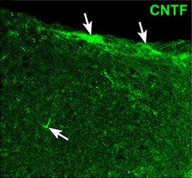 Rat CNTFR alpha  Antibody AF-559-NA