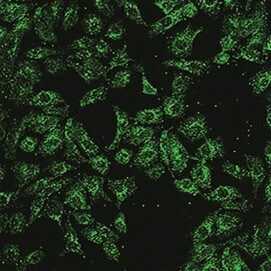 Rat CNTFR alpha  Antibody AF-559-NA