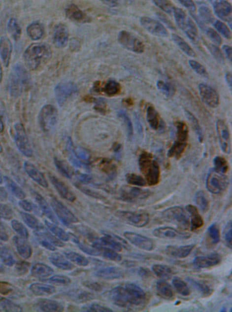 Mouse/Rat IFN‑ gamma  Antibody AF-585-NA