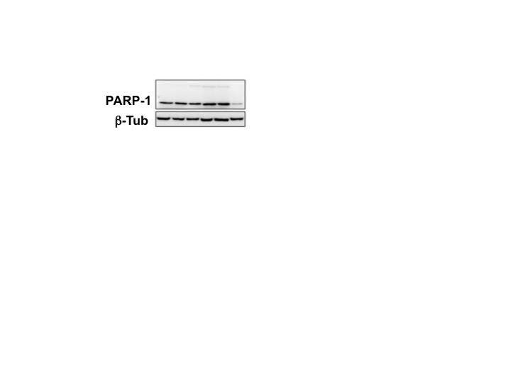 Human/Mouse PARP Antibody AF-600-NA
