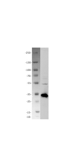 Human/Mouse Caspase‑3 Antibody AF-605-NA