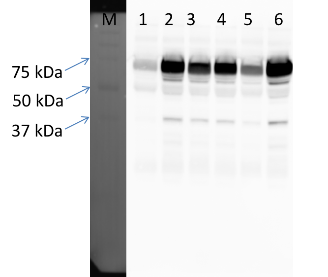 Goat Anti-Chicken IgY Antibody AF010