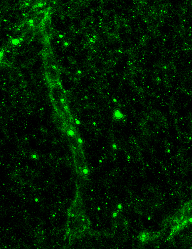 Mouse VE‑Cadherin Antibody AF1002