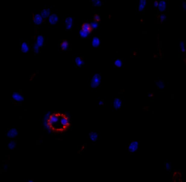 Mouse VE‑Cadherin Antibody AF1002