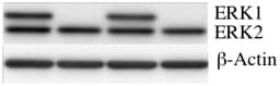 Human/Mouse/Rat Phospho-ERK1(T202/Y204)/ERK2 (T185/Y187) Antibody AF1018
