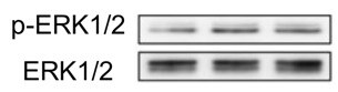 Human/Mouse/Rat Phospho-ERK1(T202/Y204)/ERK2 (T185/Y187) Antibody AF1018