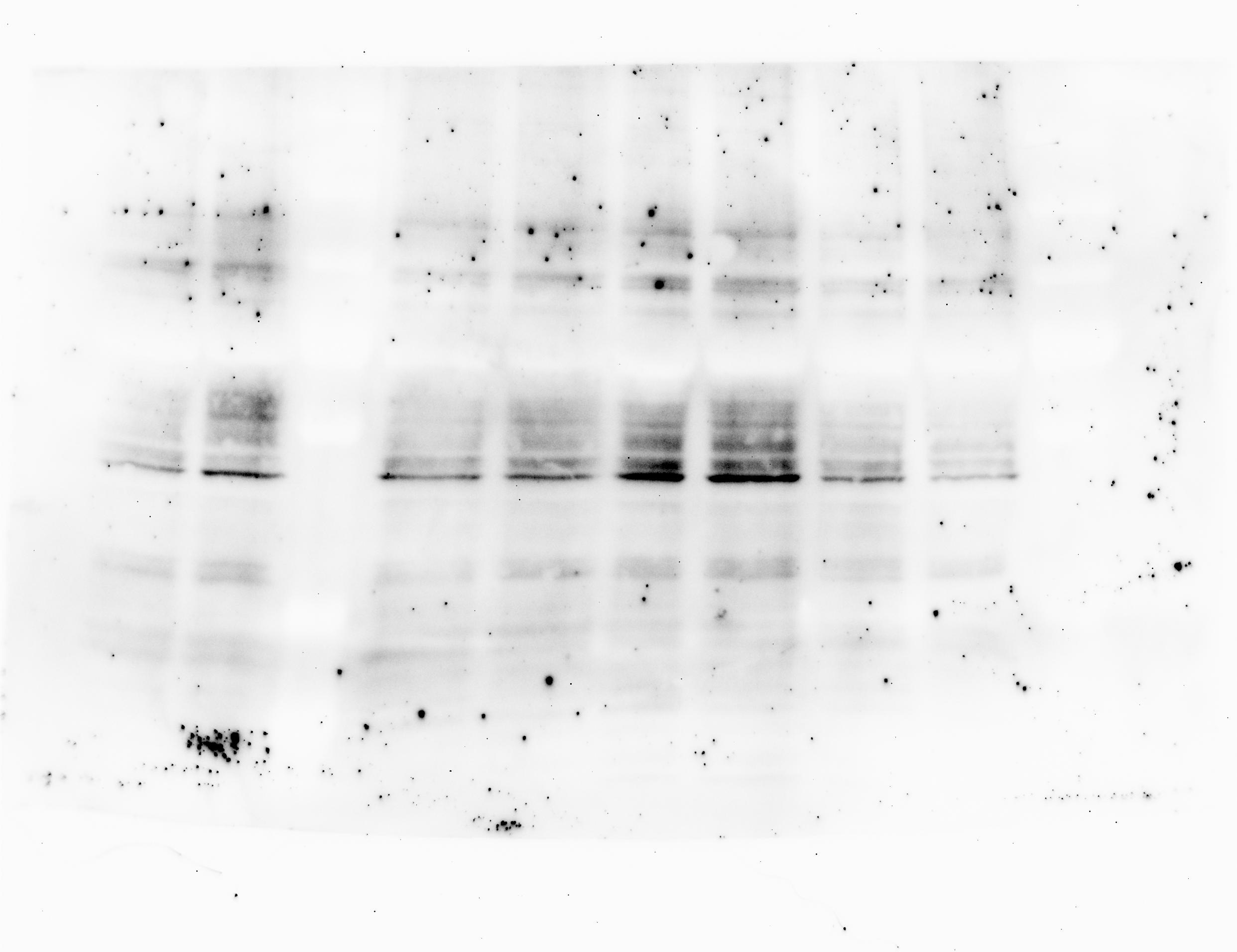 Mouse PD-L1/B7-H1 Antibody AF1019