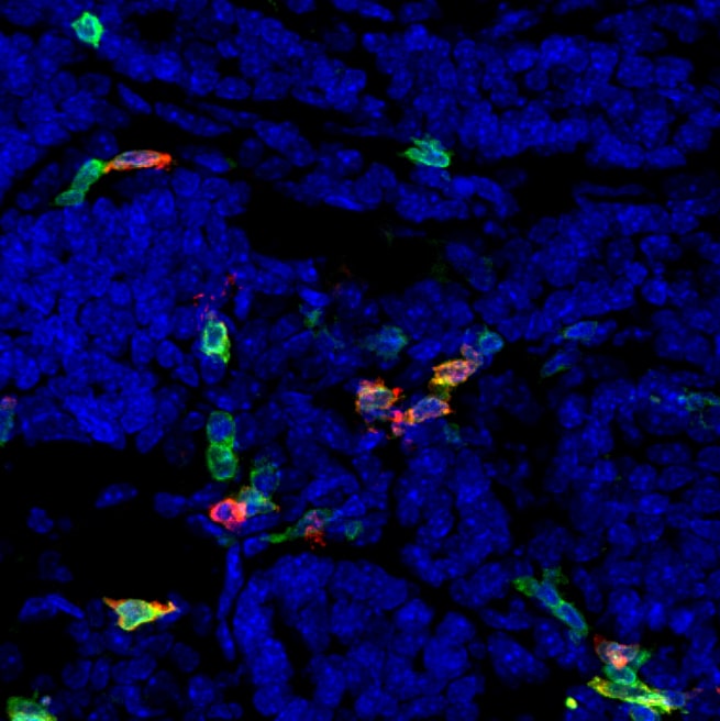 Mouse PD‑1 Antibody AF1021