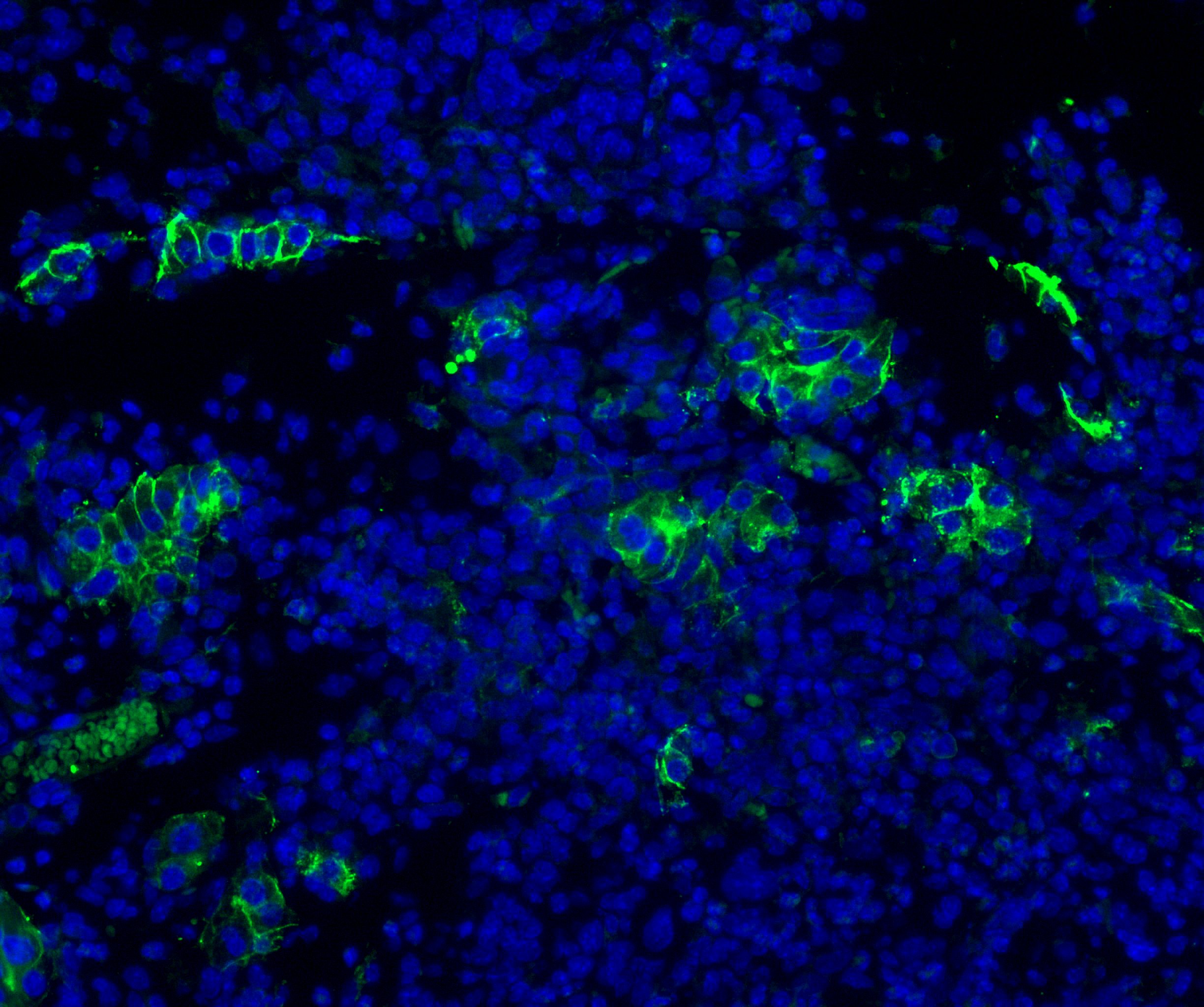 Mouse PD‑L2/B7‑DC Antibody AF1022