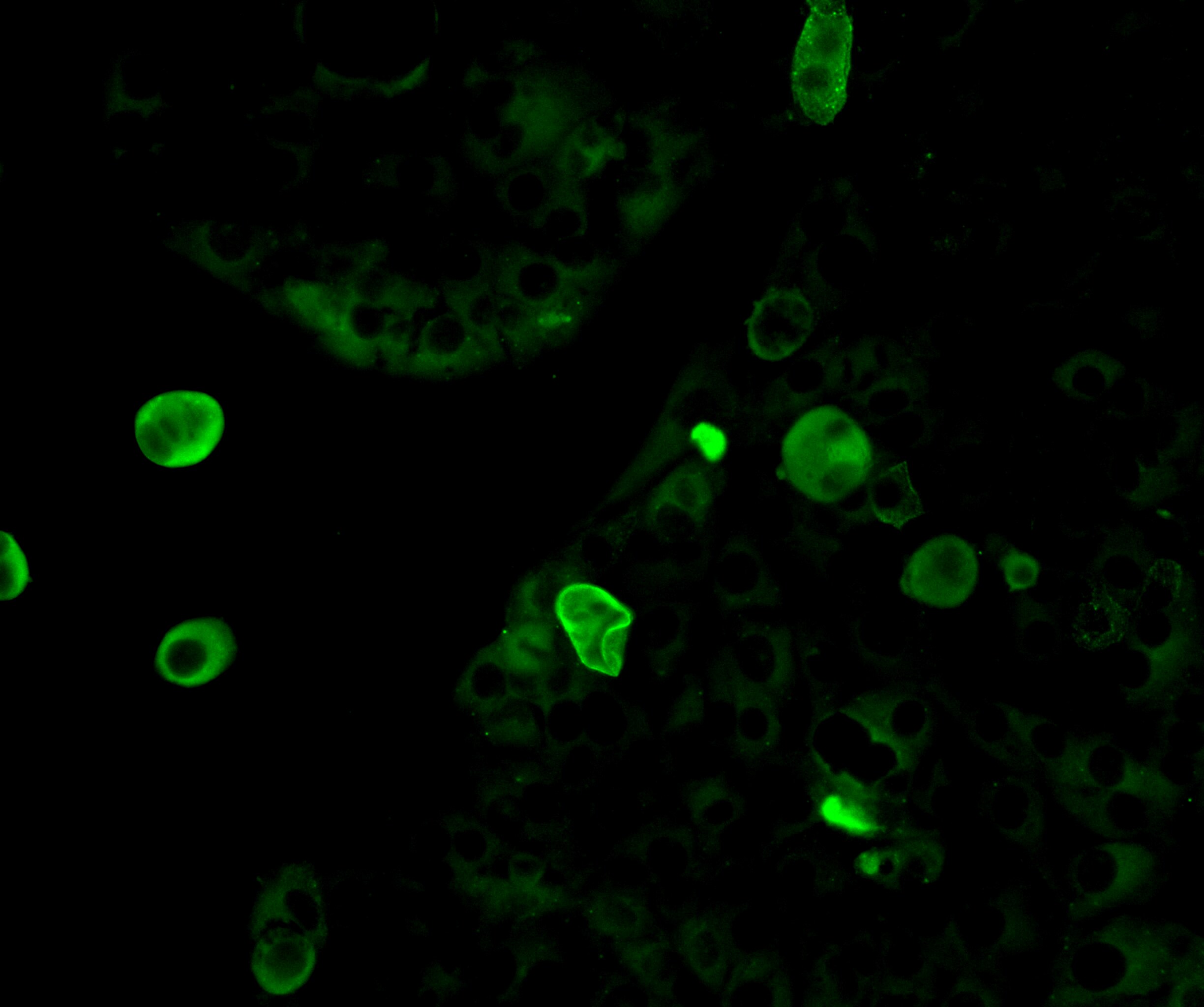 Mouse PD‑L2/B7‑DC Antibody AF1022