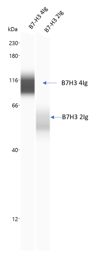 Human B7‑H3 Antibody AF1027