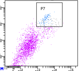 Mouse PDGF R beta  Antibody AF1042