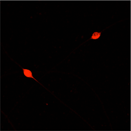 Rat TrkA Antibody AF1056