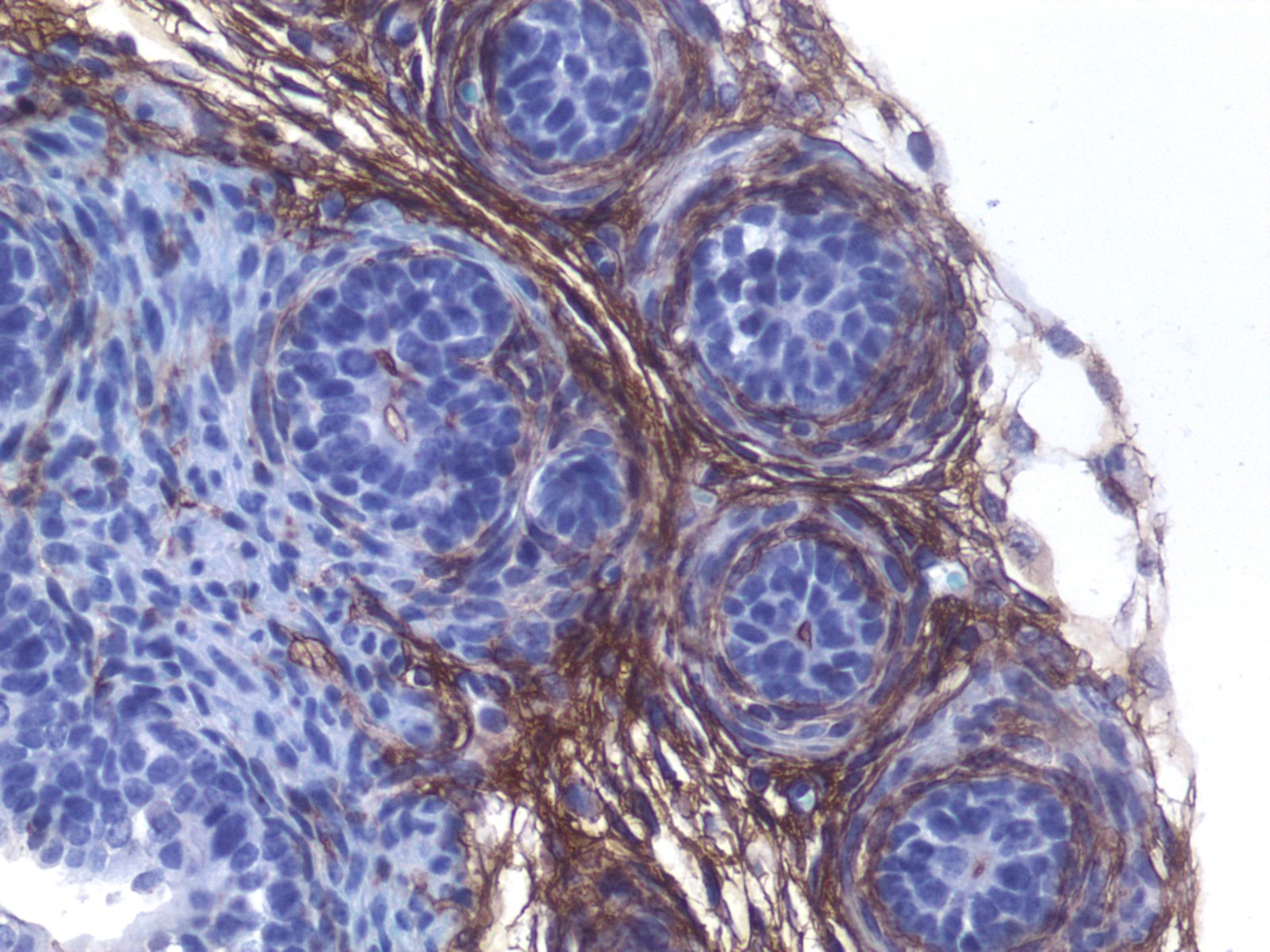 Mouse Decorin Antibody AF1060