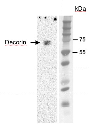 Mouse Decorin Antibody AF1060