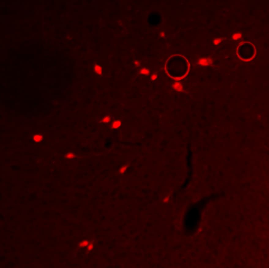 Mouse Decorin Antibody AF1060