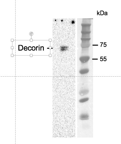 Mouse Decorin Antibody AF1060