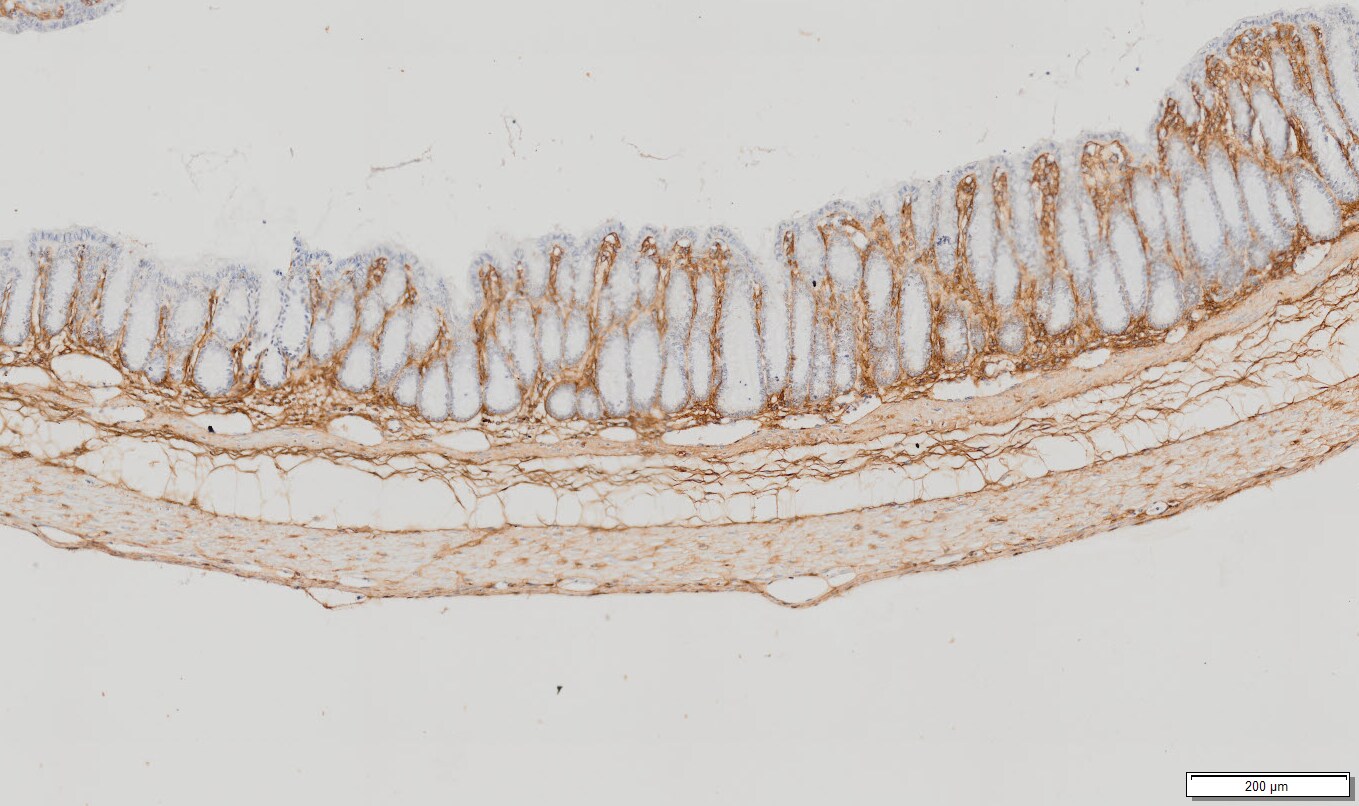 Mouse Decorin Antibody AF1060