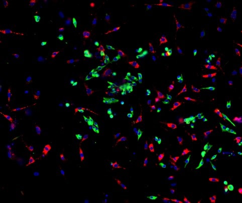 Mouse PDGF R alpha  Antibody AF1062