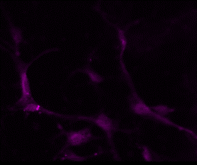 Mouse PDGF R alpha  Antibody AF1062