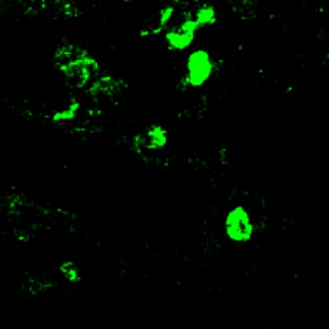 SARS-CoV-2 Spike S2 Subunit Antibody AF10774