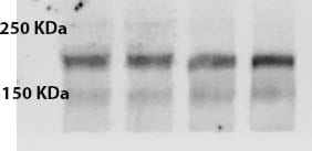 Human/Mouse Neogenin Antibody AF1079