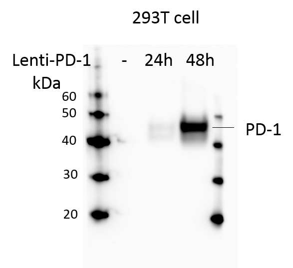 Human PD‑1 Antibody AF1086