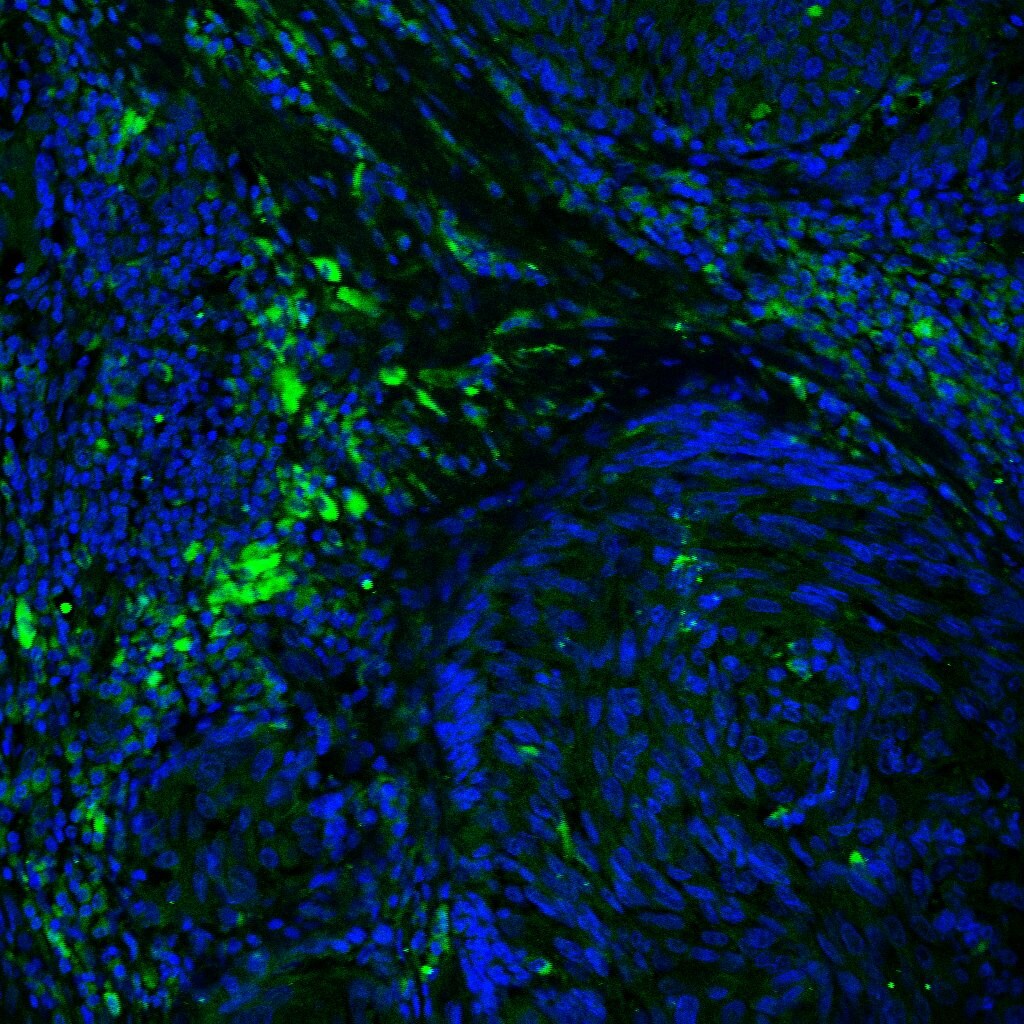 Human PD‑1 Antibody AF1086