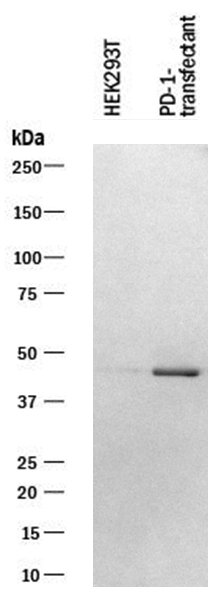 Human PD‑1 Antibody AF1086