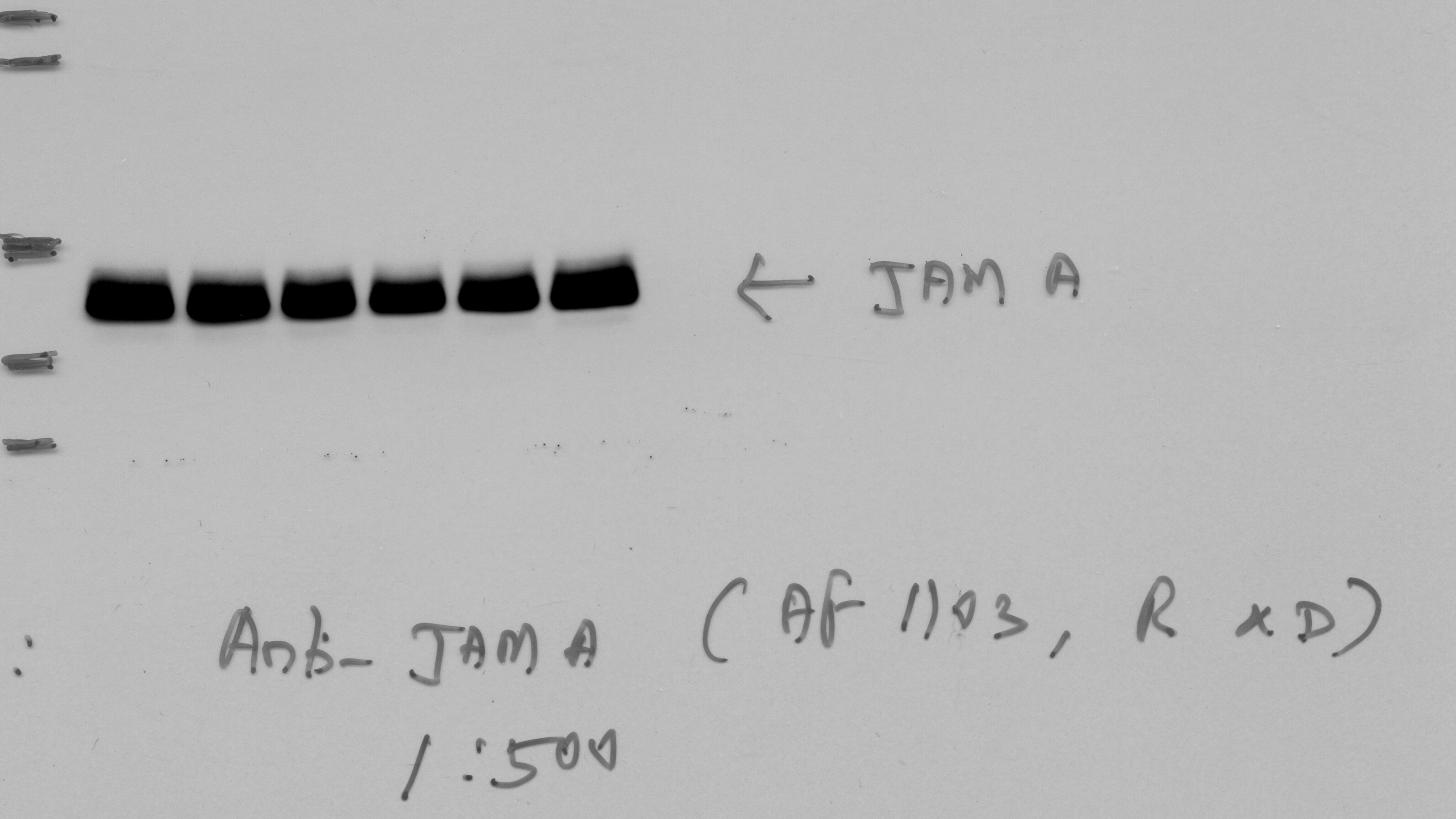 Human JAM‑A Antibody AF1103