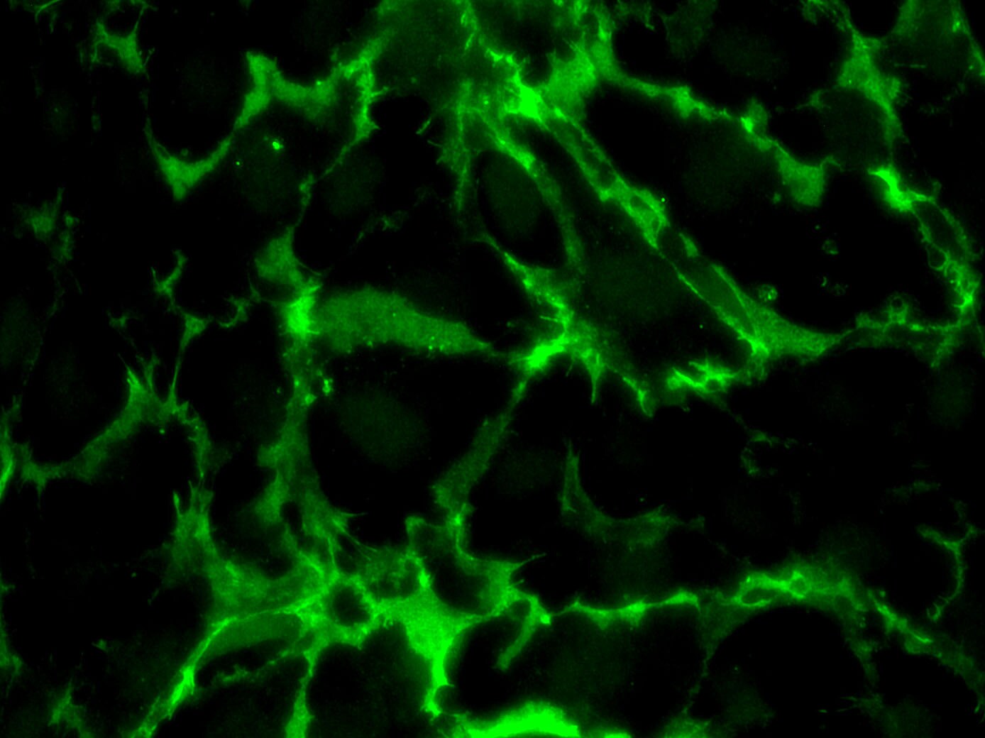 Human JAM‑A Antibody AF1103