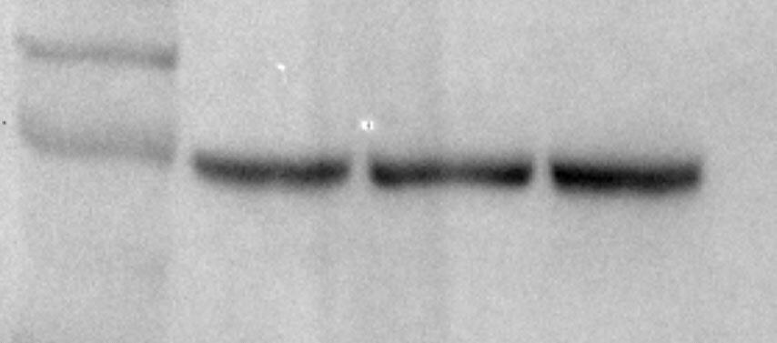 Mouse Neprilysin/CD10 Antibody AF1126