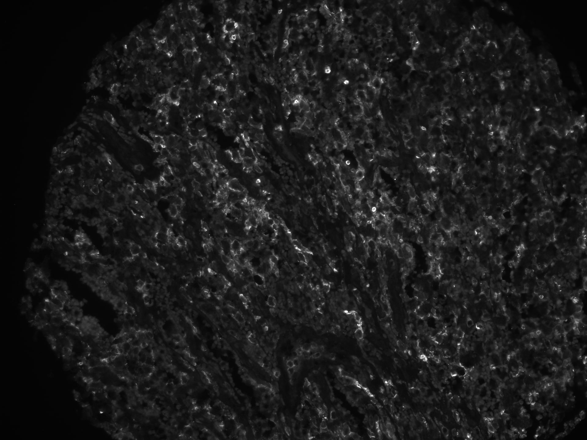 Human Siglec‑7/CD328 Antibody AF1138
