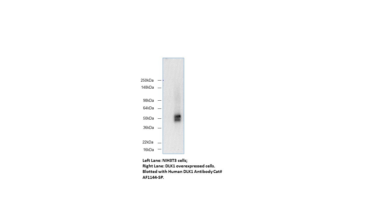 Human Pref‑1/DLK1/FA1 Antibody AF1144