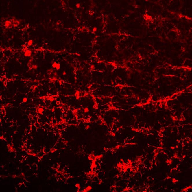 Mouse CD45 Antibody AF114