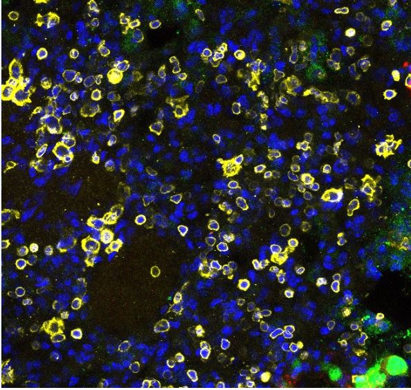 Mouse CD45 Antibody AF114