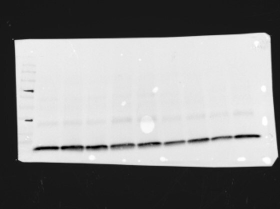 Human Galectin‑1 Antibody AF1152