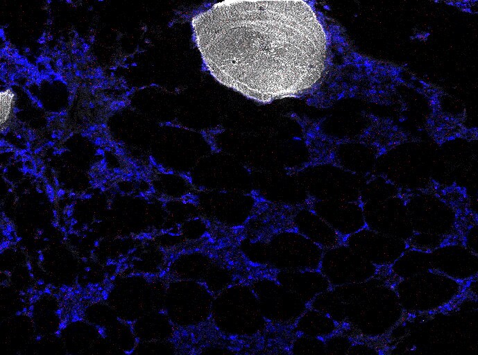 Human Galectin‑1 Antibody AF1152