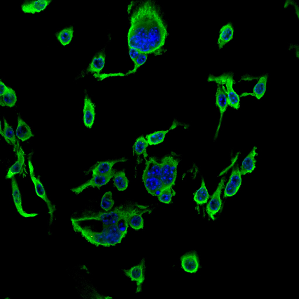 Human Galectin‑3 Antibody AF1154