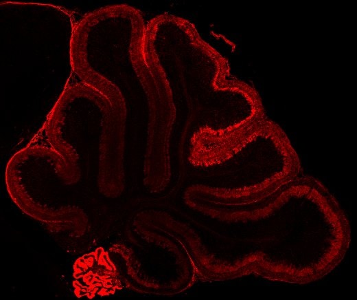 Mouse NGFR/TNFRSF16 Antibody AF1157