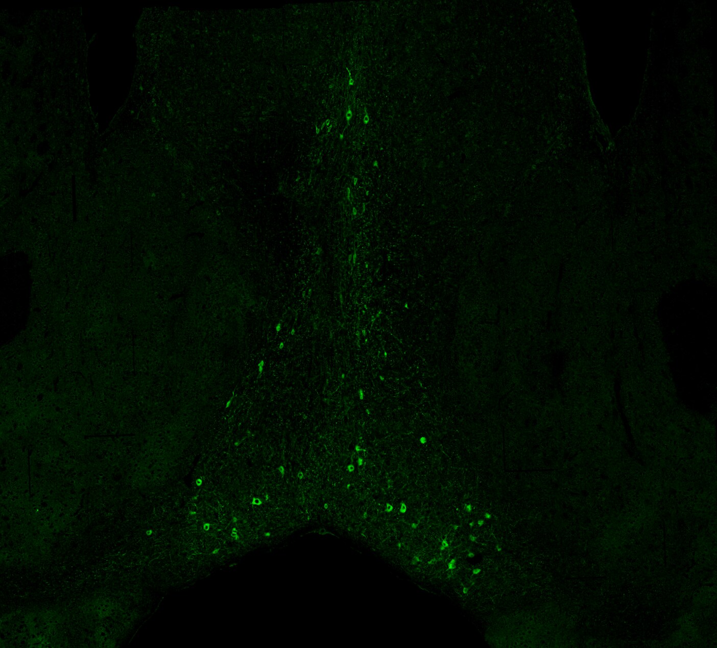 Mouse NGFR/TNFRSF16 Antibody AF1157