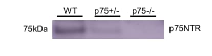 Mouse NGFR/TNFRSF16 Antibody AF1157